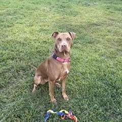 Enlarge Gracie, a Adoptable mixed breed in Taunton, MA image 3/6