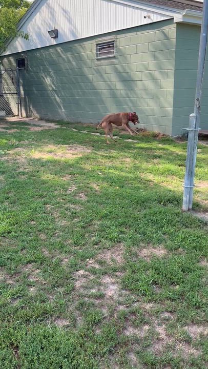 Enlarge Gracie, a ADOPTABLE mixed breed in Taunton, MA video 2/5