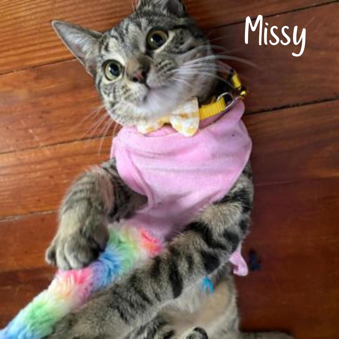 Missy, ADOPTABLE, Young Female Domestic Short Hair.