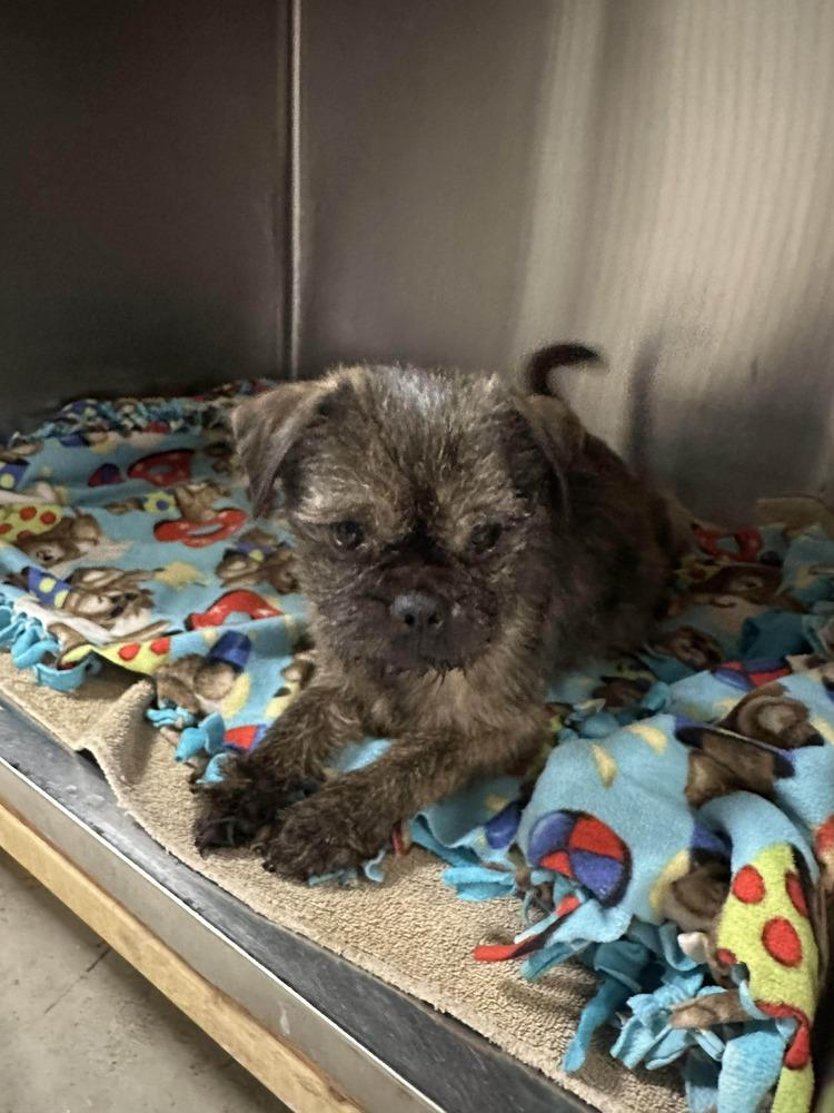 AC York, Adopted, Young Male Brussels Griffon.