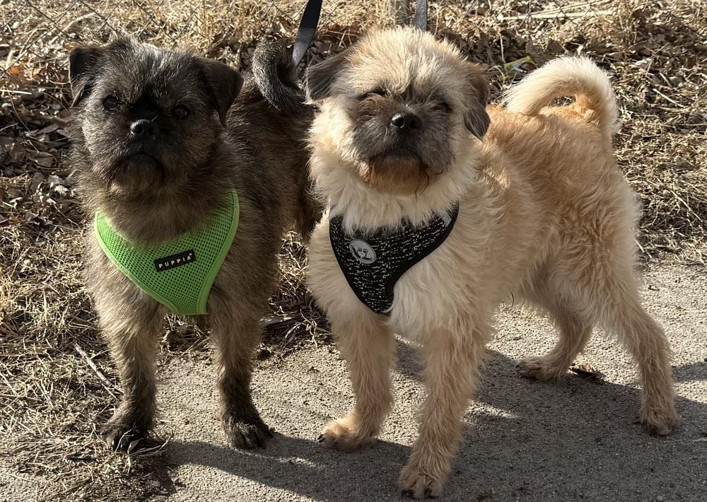 Enlarge AC York, a Adopted mixed breed in Fremont, NE image 3/4