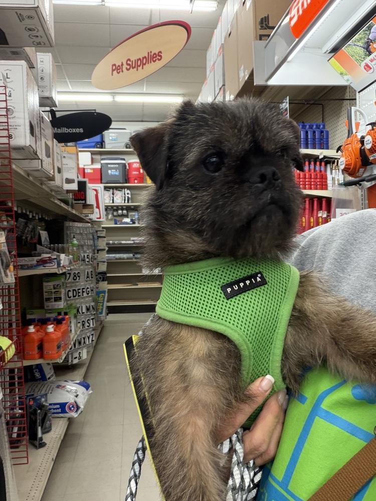 Enlarge AC York, a Adopted mixed breed in Fremont, NE image 4/4