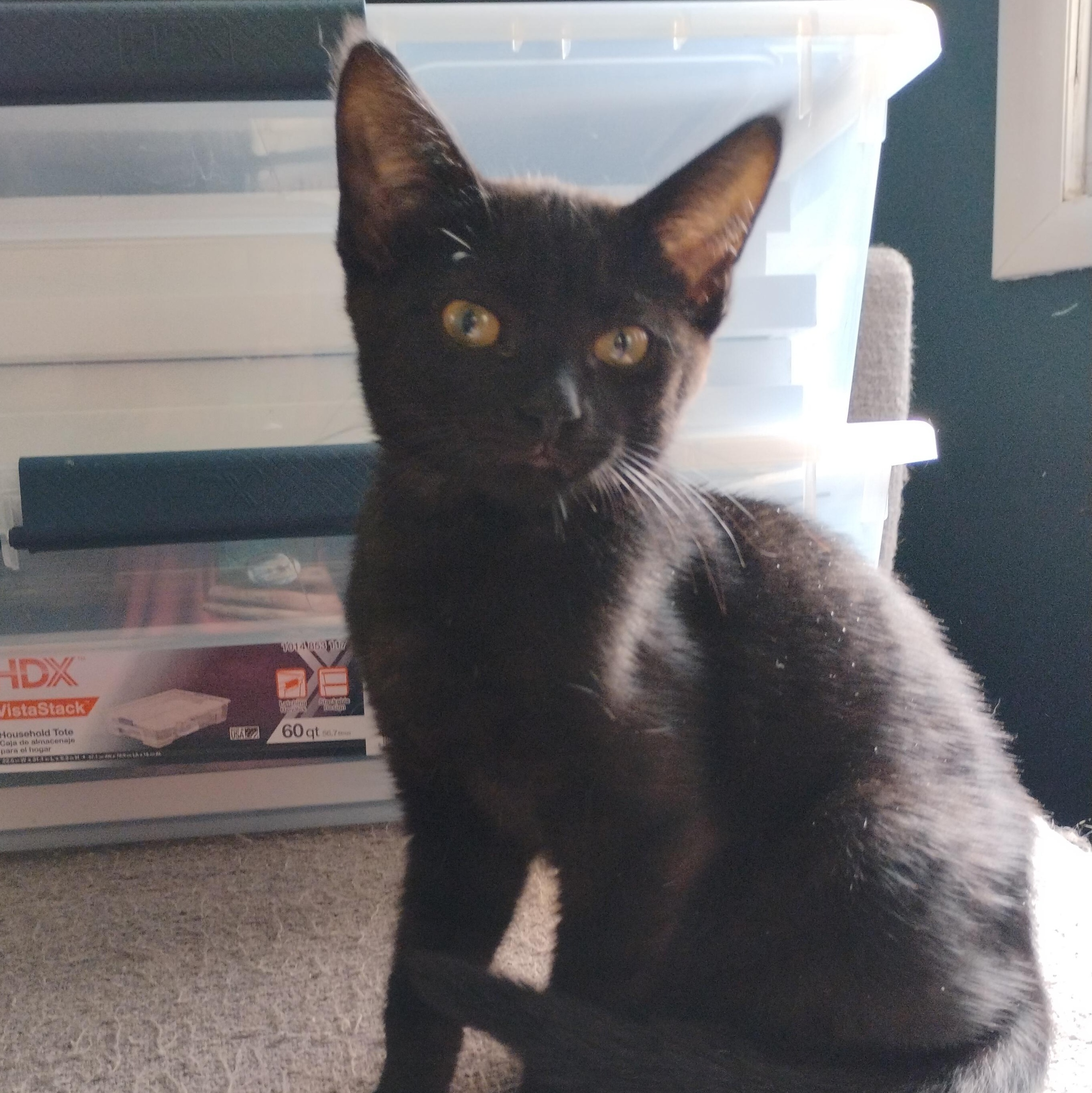 Enlarge Felix, a Adoptable American Shorthair in Waveland, IN image 4/6