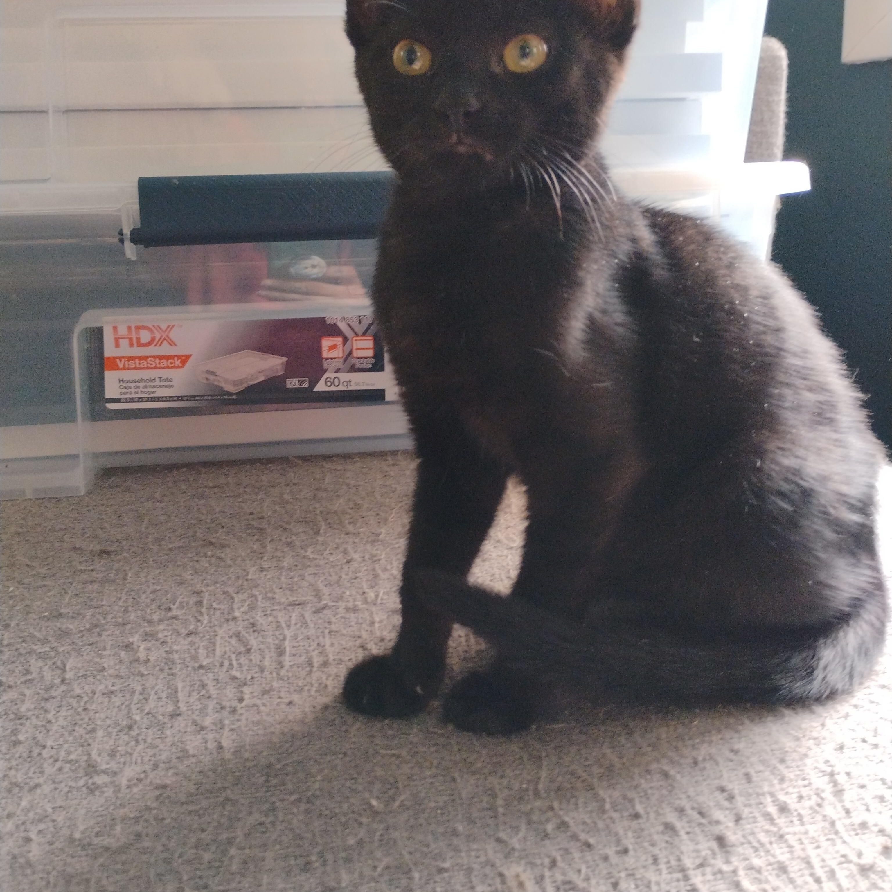 Enlarge Felix, a Adoptable American Shorthair in Waveland, IN image 3/6