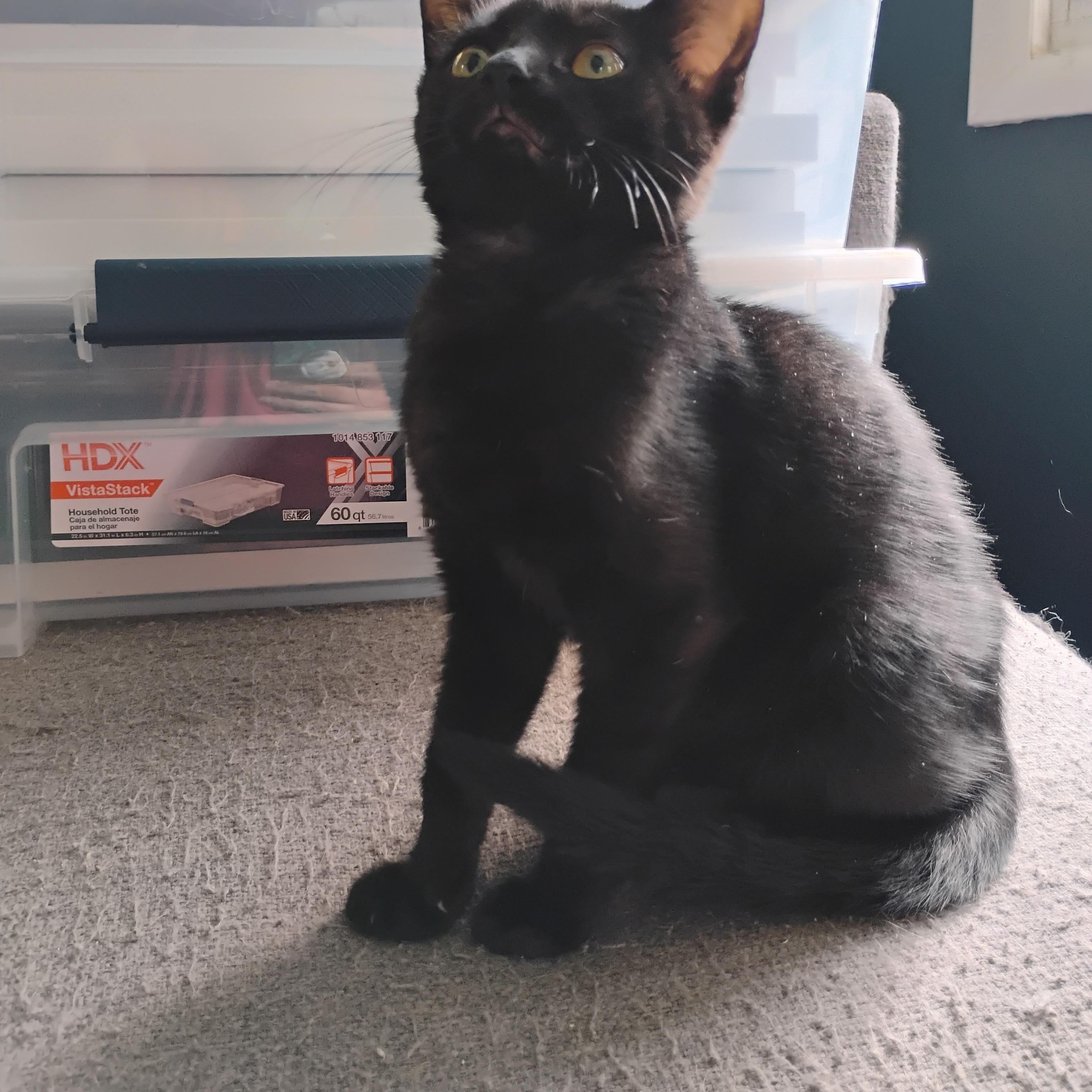 Enlarge Felix, a Adoptable American Shorthair in Waveland, IN image 2/6