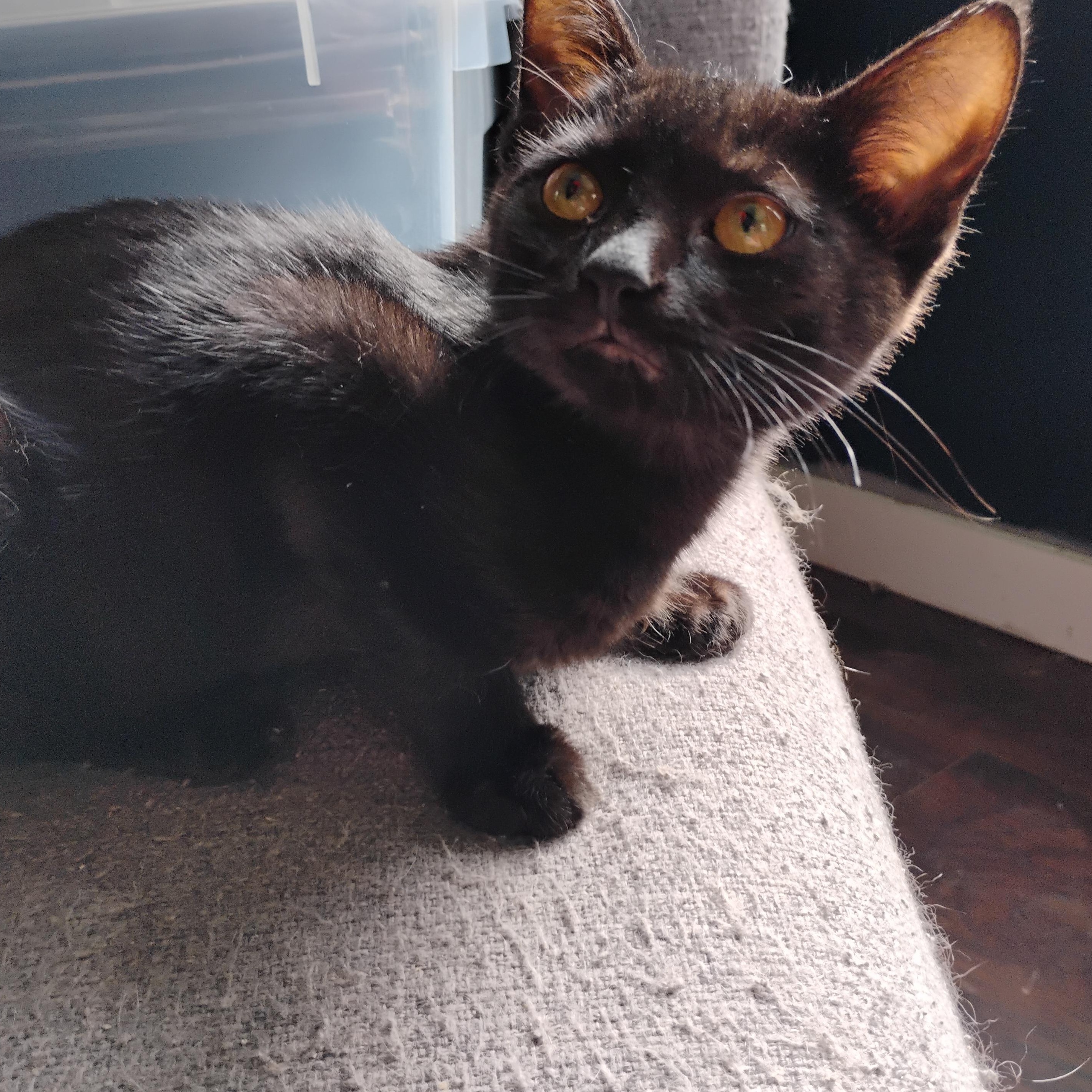Enlarge Felix, a Adoptable American Shorthair in Waveland, IN image 5/6