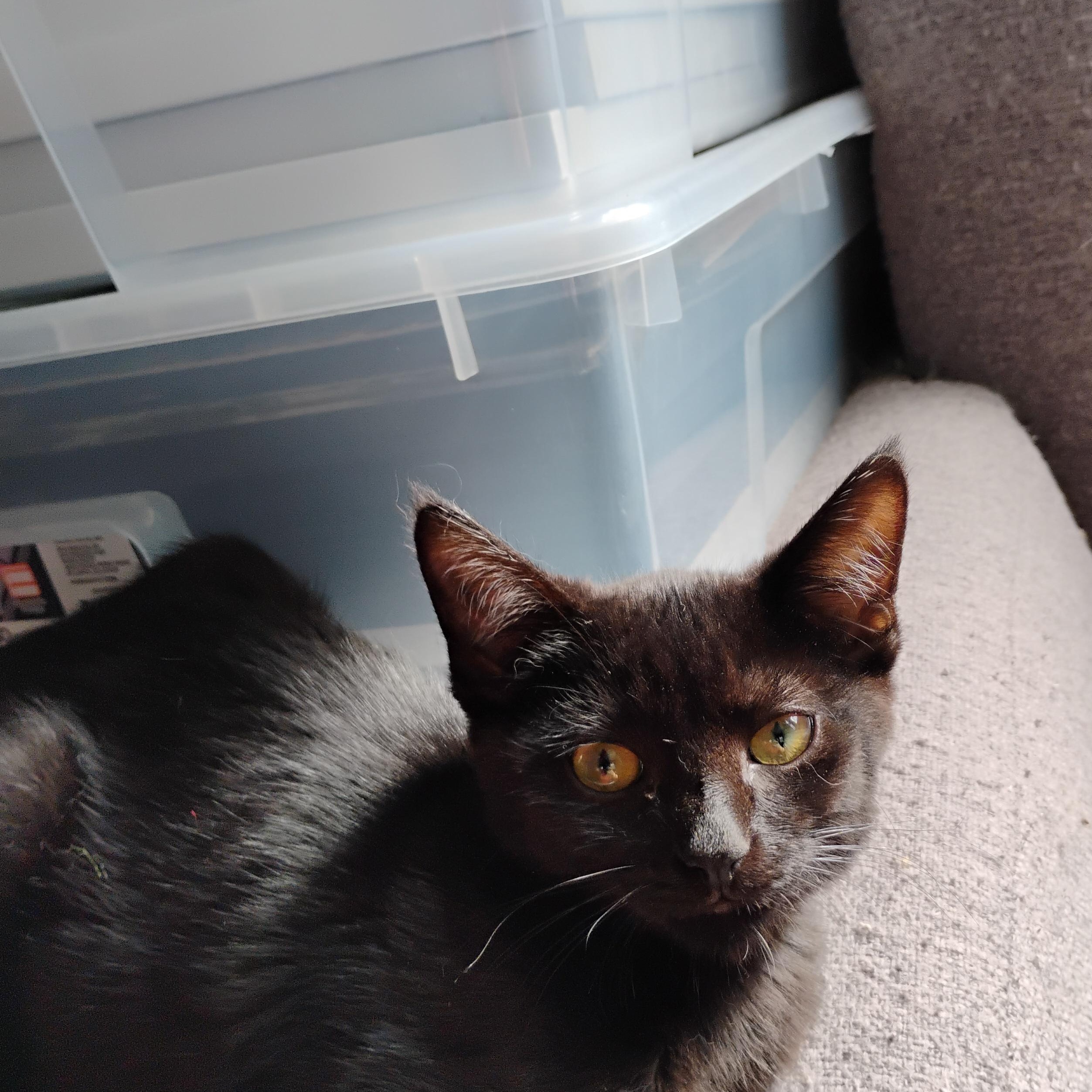 Enlarge Felix, a Adoptable American Shorthair in Waveland, IN image 1/6