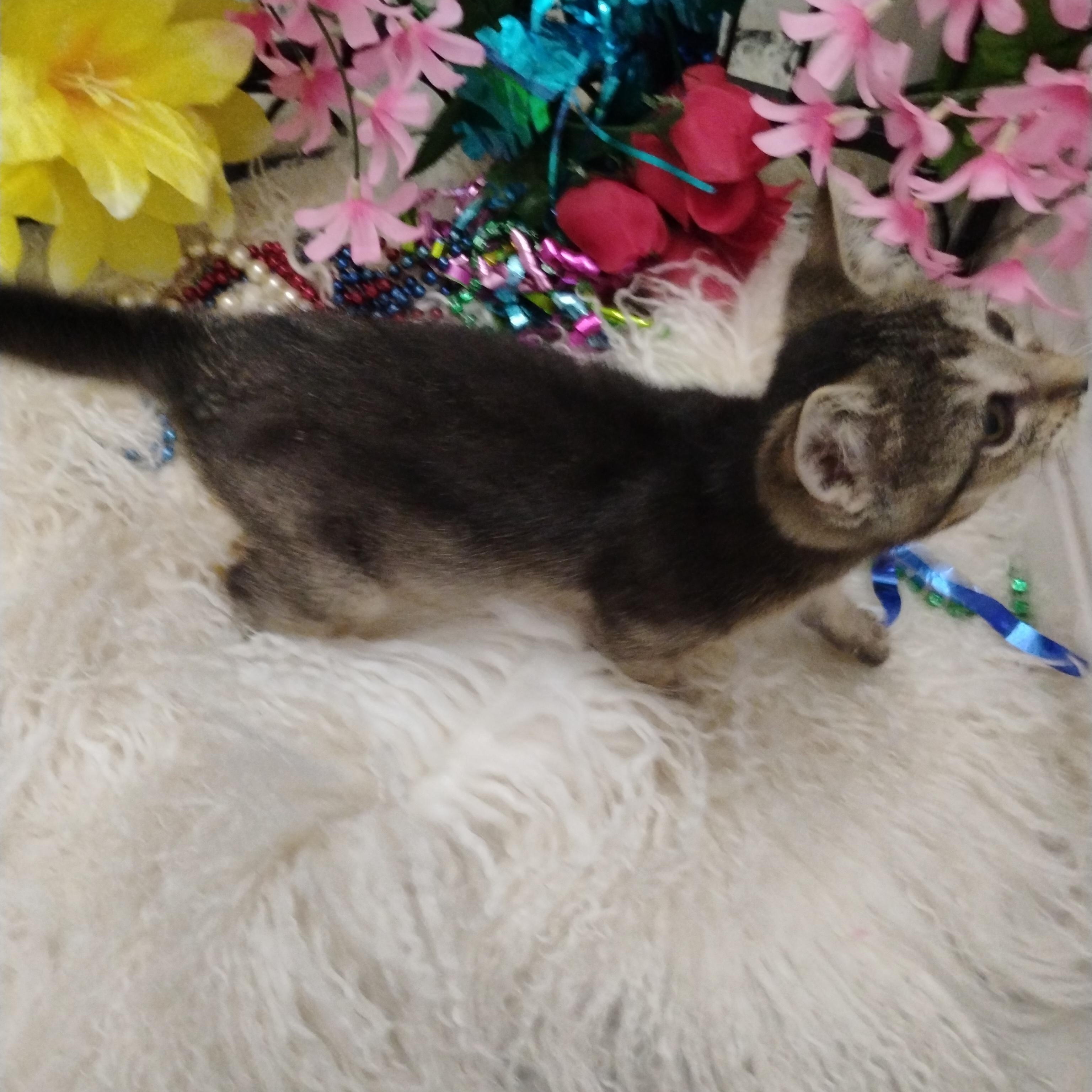 cha cha M tab abby 2 1/2lb full vetted $100/kids photo 2