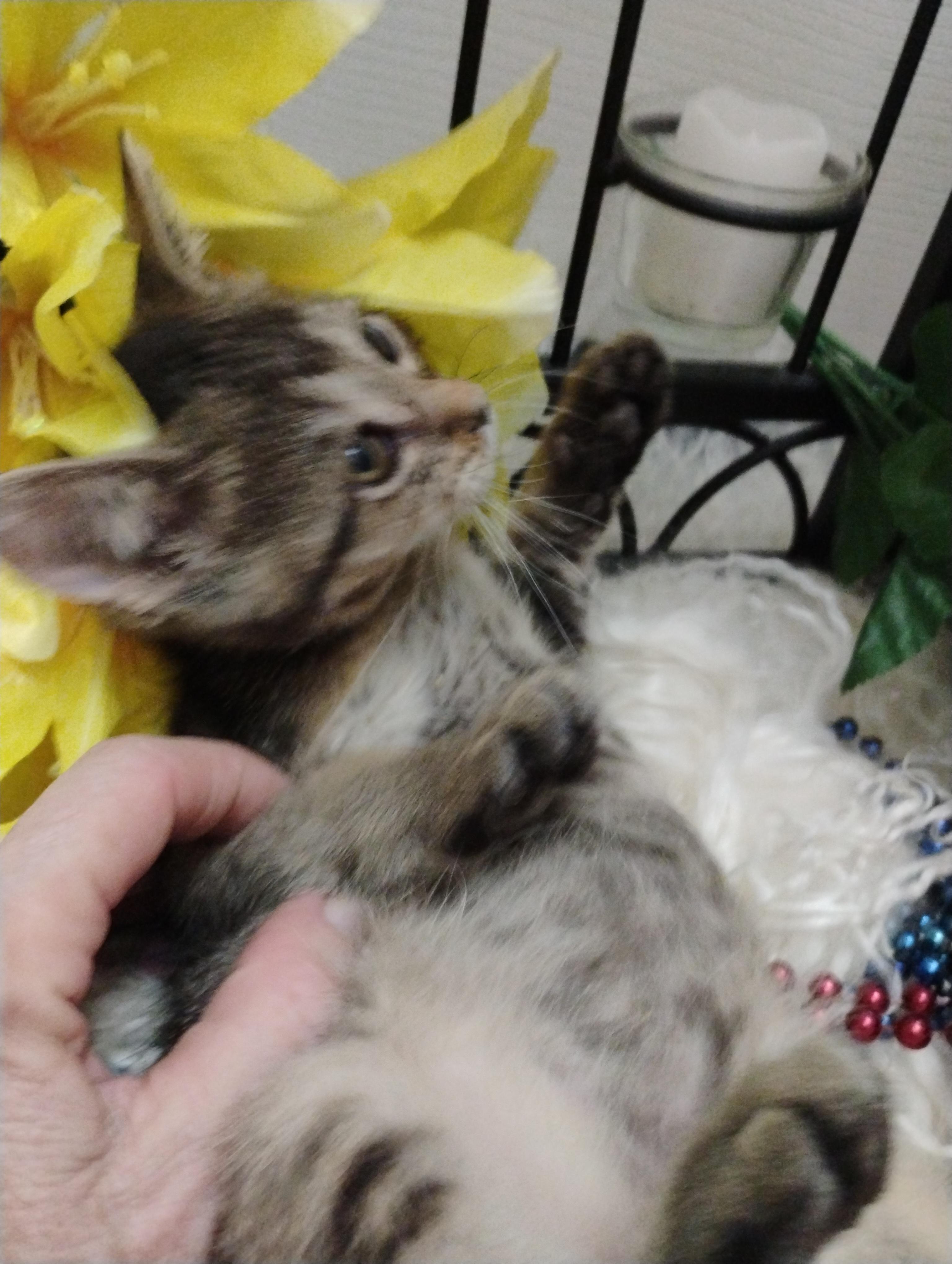 cha cha M tab abby 2 1/2lb full vetted $100/kids photo 3