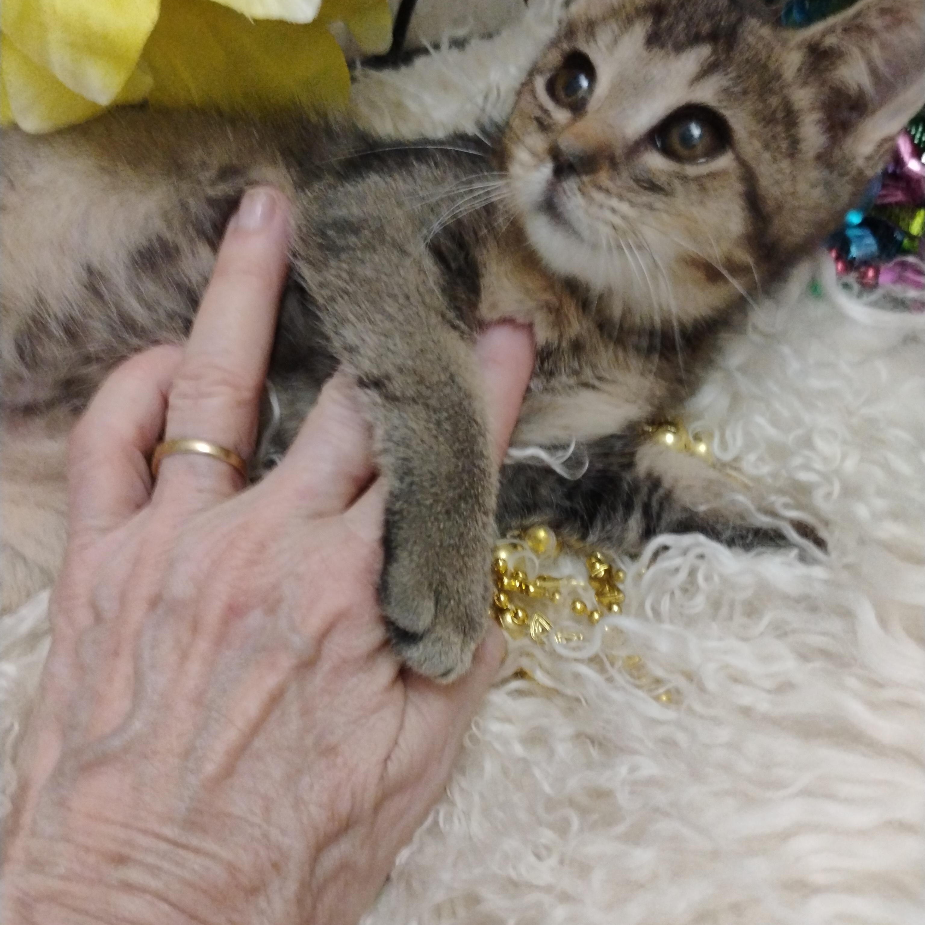 cha cha M tab abby 2 1/2lb full vetted $100/kids