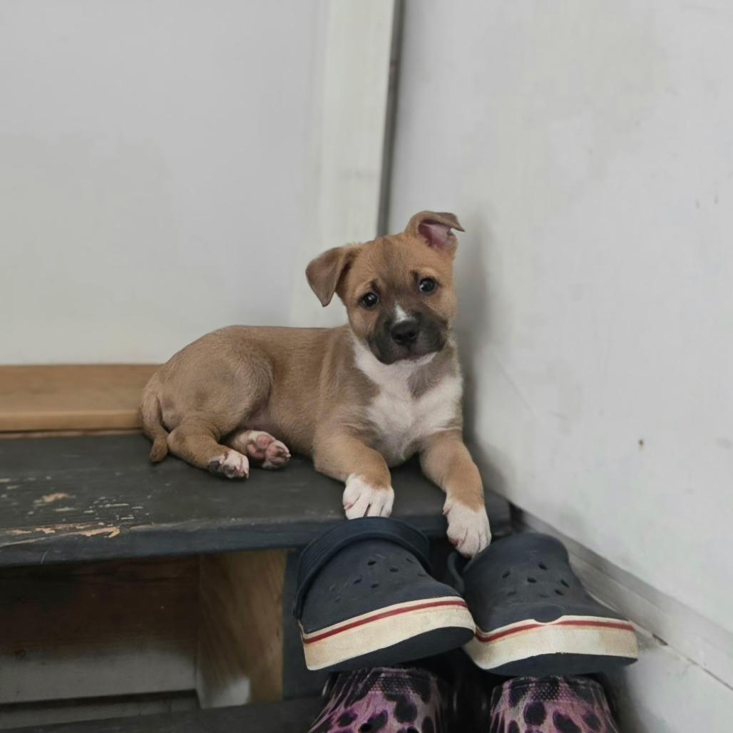 Suzy Q, Adoptable, Puppy Female Labrador Retriever & Boxer.