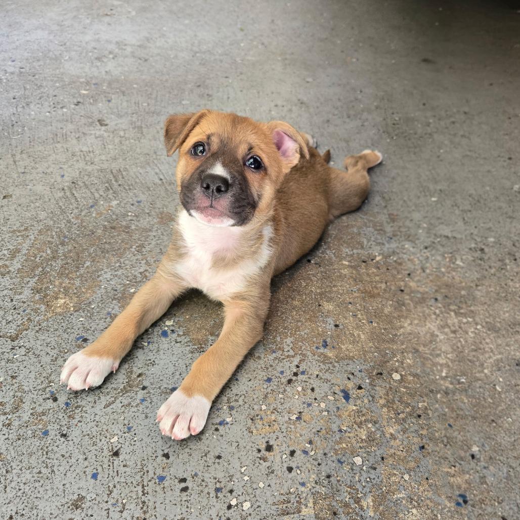 Suzy Q, a Adoptable mixed breed in Durham, NC image 2/6