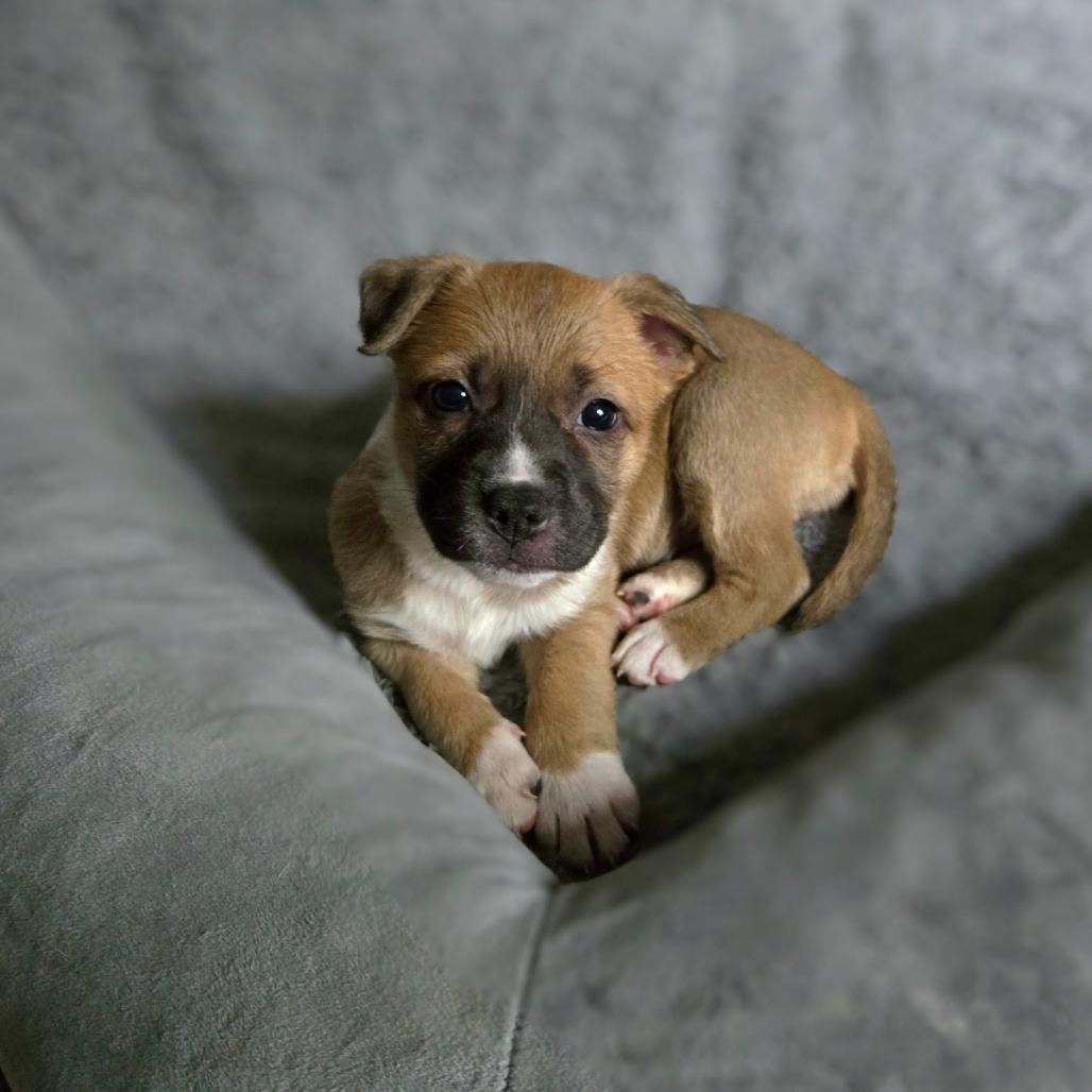 Suzy Q, a Adoptable mixed breed in Durham, NC image 3/6