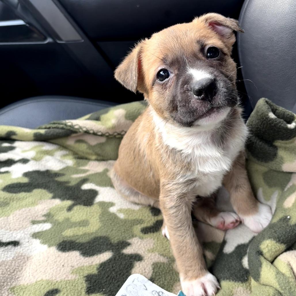 Suzy Q, a Adoptable mixed breed in Durham, NC image 4/6