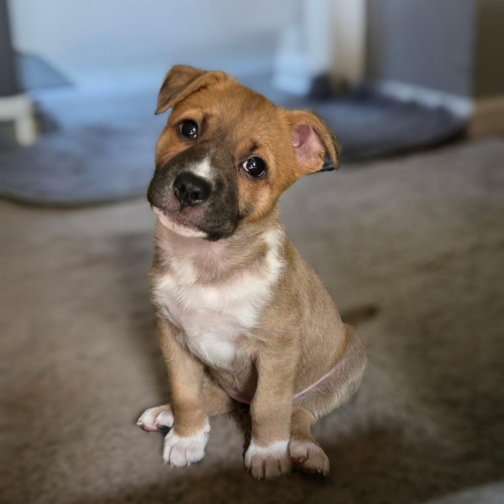 Suzy Q, a Adoptable mixed breed in Durham, NC image 5/6