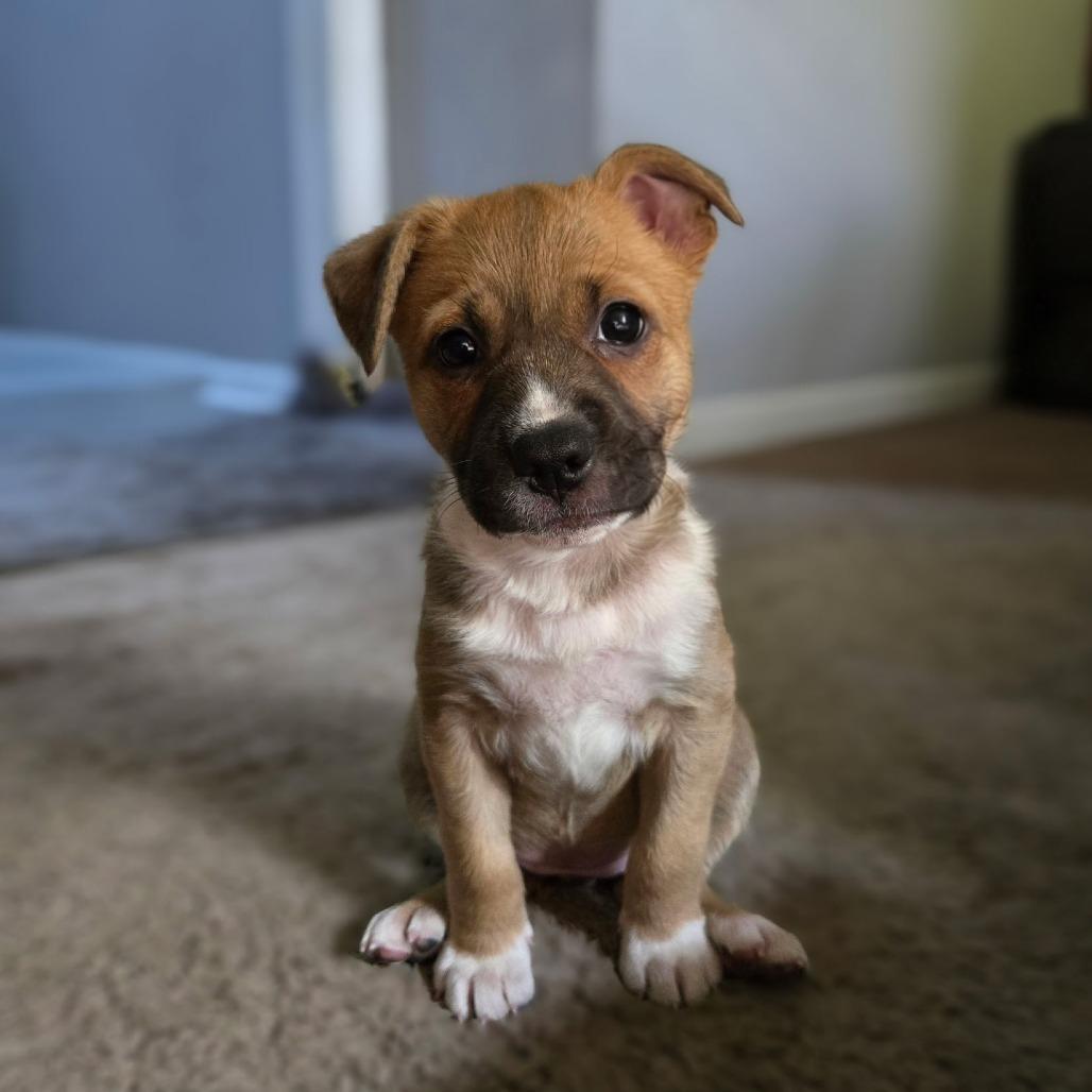 Suzy Q, a Adoptable mixed breed in Durham, NC image 6/6