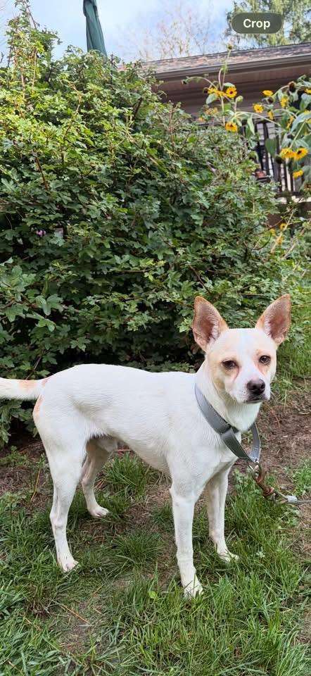Enlarge Pablo, a Adoptable Terrier in Charlotte, MI image 1/4
