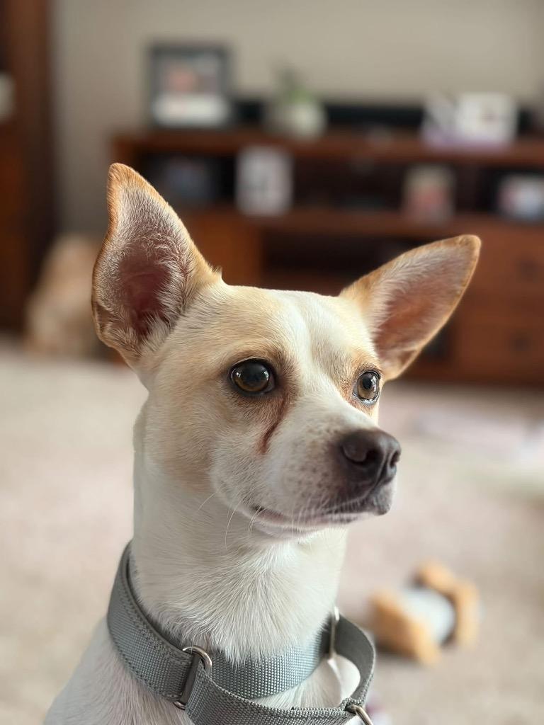 Enlarge Pablo, a Adoptable Terrier in Charlotte, MI image 2/4