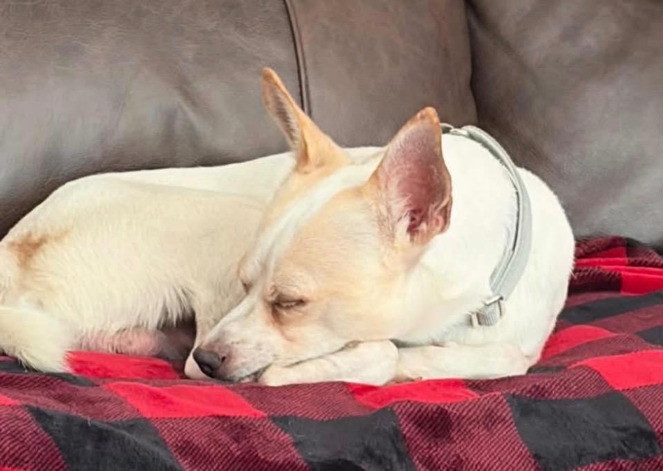 Enlarge Pablo, a Adoptable Terrier in Charlotte, MI image 3/4