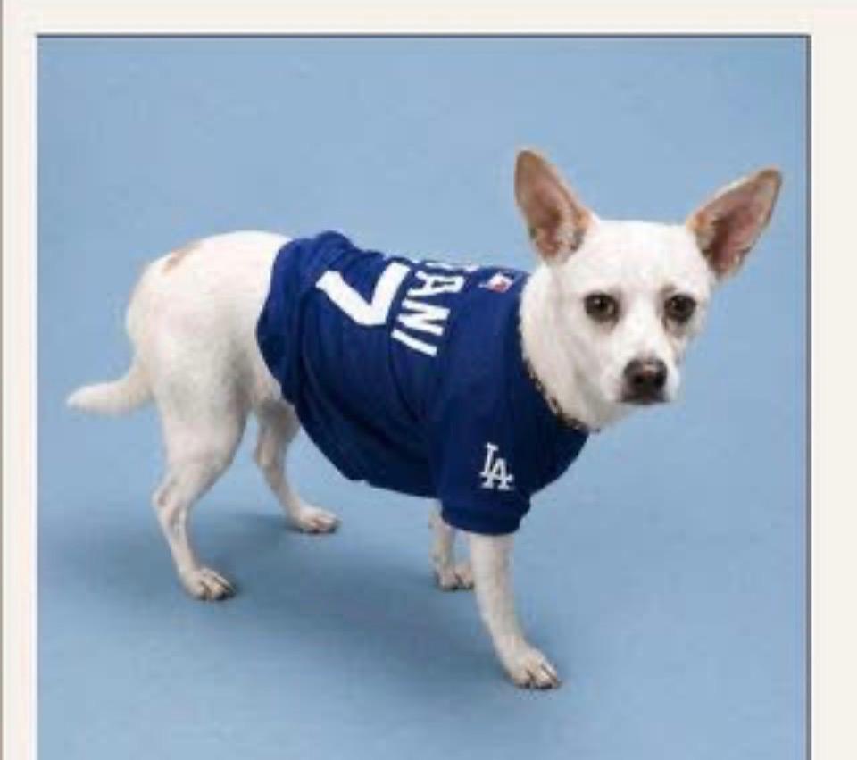 Enlarge Pablo, a Adoptable Terrier in Charlotte, MI image 4/4