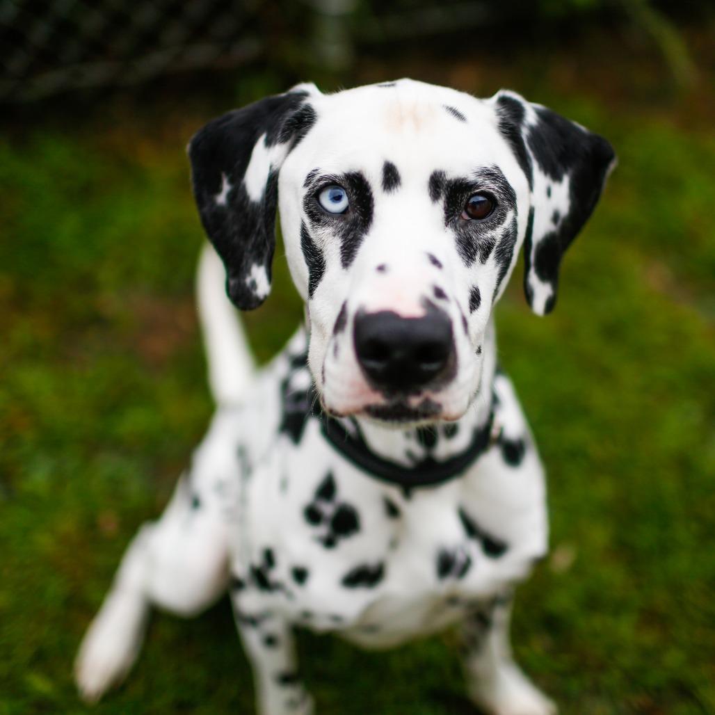 Marshall *Available Soon*, Adoptable, Adult Male Dalmatian & Mixed Breed.