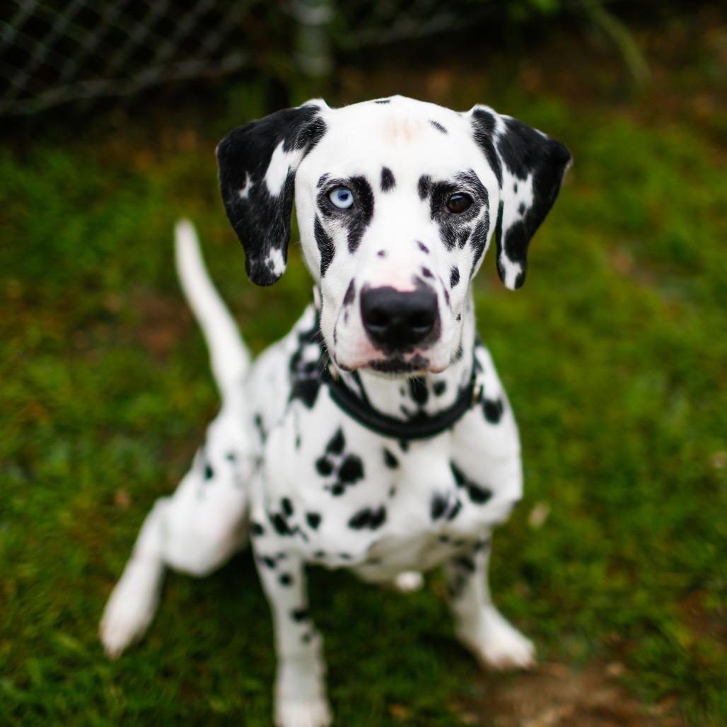 Marshall *Available Soon*, a Adoptable mixed breed in Dover, NH image 2/6