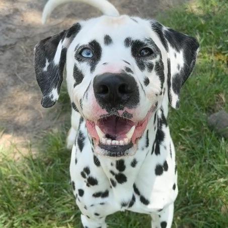 Marshall *Available Soon*, a Adoptable mixed breed in Dover, NH image 3/6
