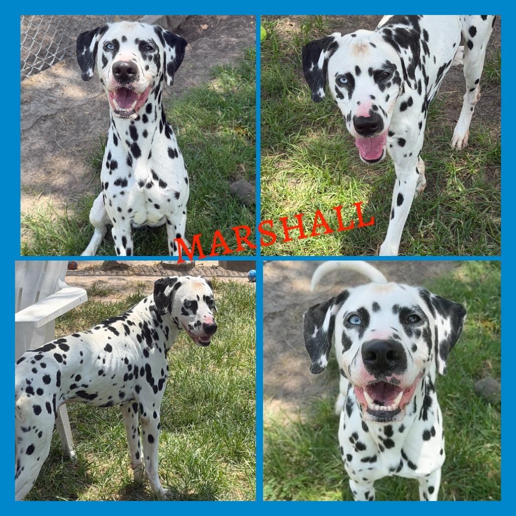 Marshall *Available Soon*, a Adoptable mixed breed in Dover, NH image 4/6