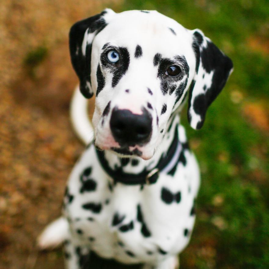Marshall *Available Soon*, a Adoptable mixed breed in Dover, NH image 5/6