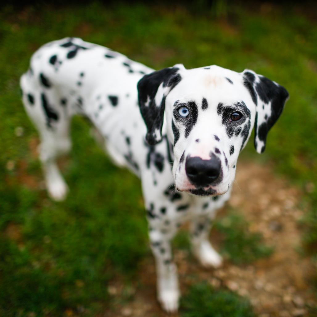 Marshall *Available Soon*, a Adoptable mixed breed in Dover, NH image 6/6