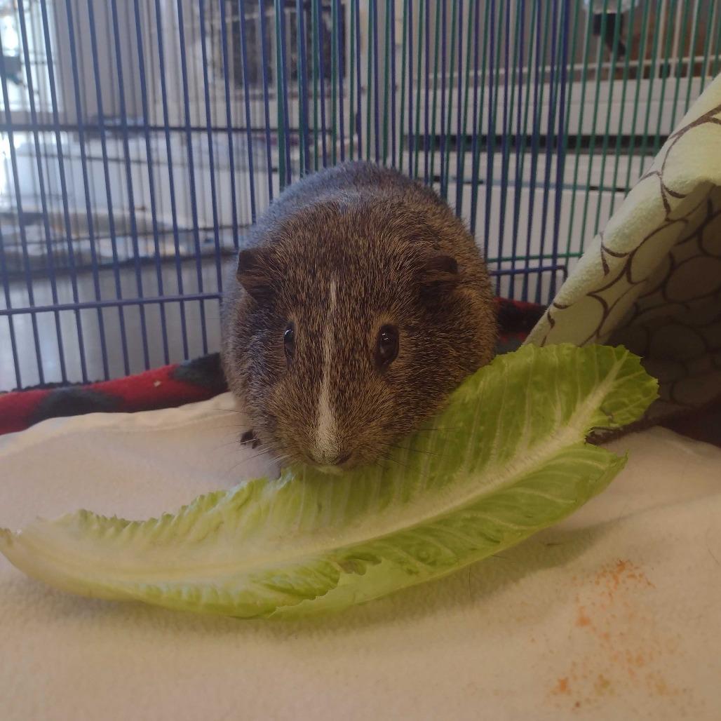 Enlarge Snowflake (Bonded w/ Oreo Cookie), a Adoptable Guinea Pig in Dover, NH image 1/2