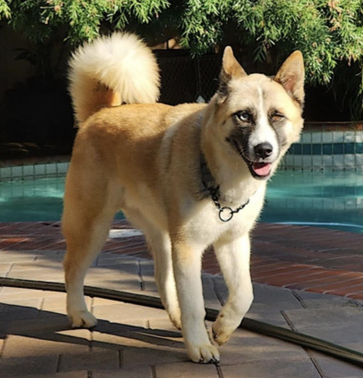 Enlarge Hatchi, a Adoptable mixed breed in San Diego, CA image 2/6