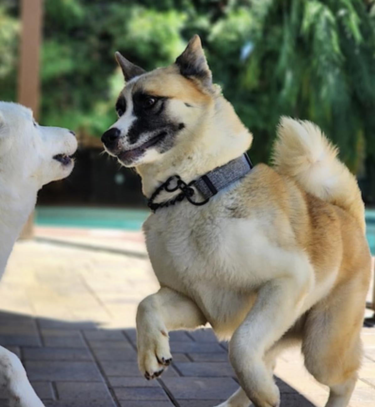 Enlarge Hatchi, a Adoptable mixed breed in San Diego, CA image 5/6