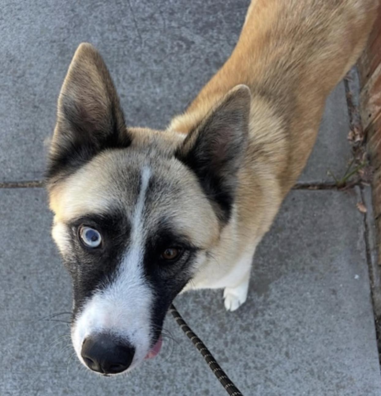 Enlarge Hatchi, a Adoptable mixed breed in San Diego, CA image 3/6