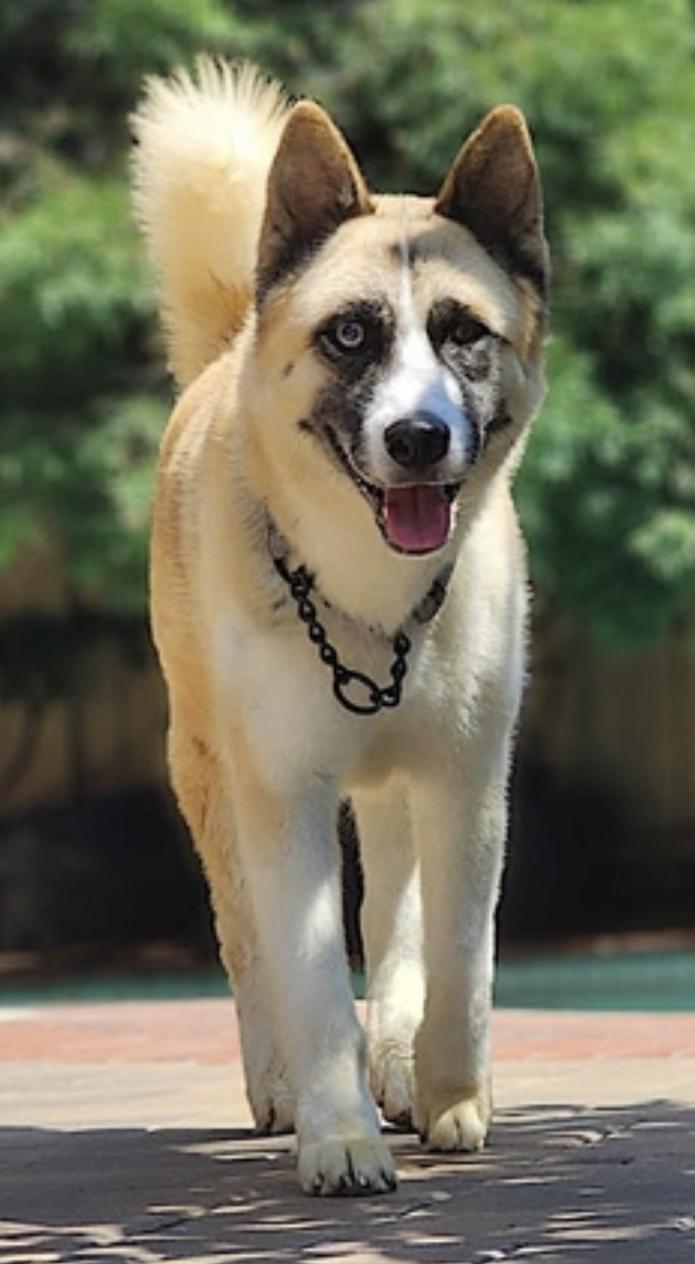 Enlarge Hatchi, a Adoptable mixed breed in San Diego, CA image 4/6