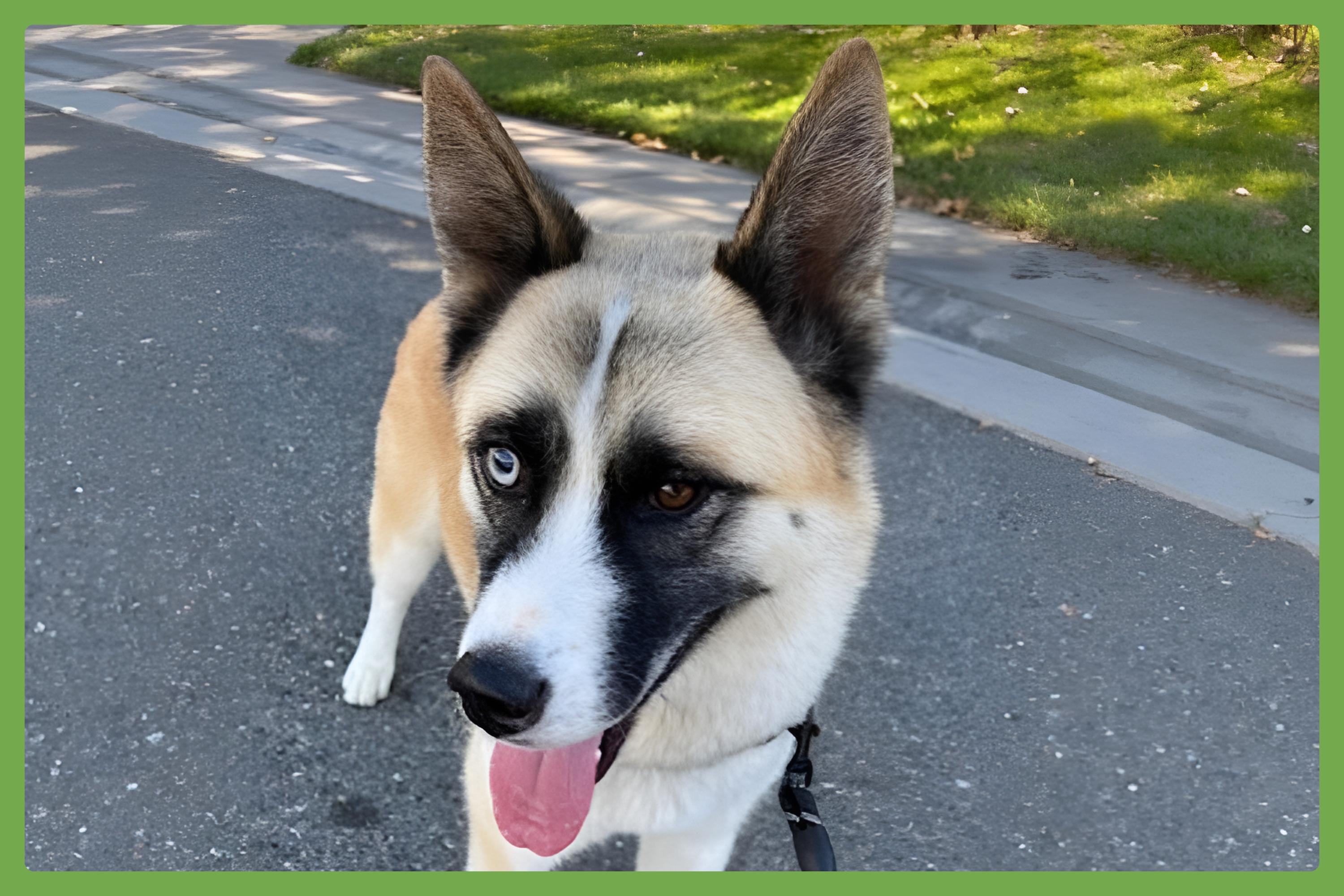 Enlarge Hatchi, a Adoptable mixed breed in San Diego, CA image 1/6