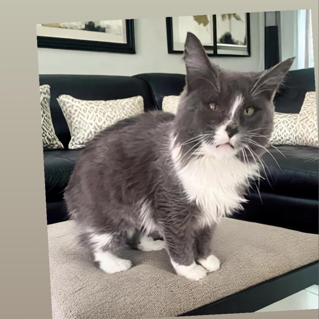 MAMITA, Adoptable, Adult Female Domestic Long Hair.