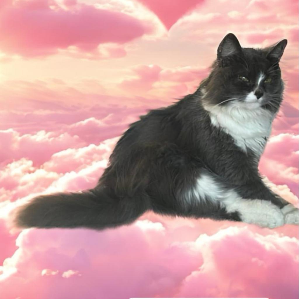 Enlarge MAMITA, a Adoptable Domestic Long Hair in Oakland Park, FL image 2/3