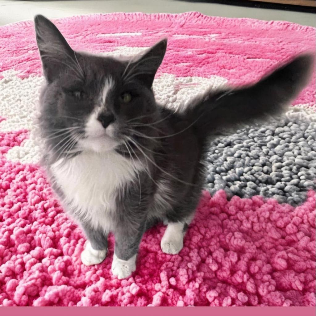 Enlarge MAMITA, a Adoptable Domestic Long Hair in Oakland Park, FL image 3/3