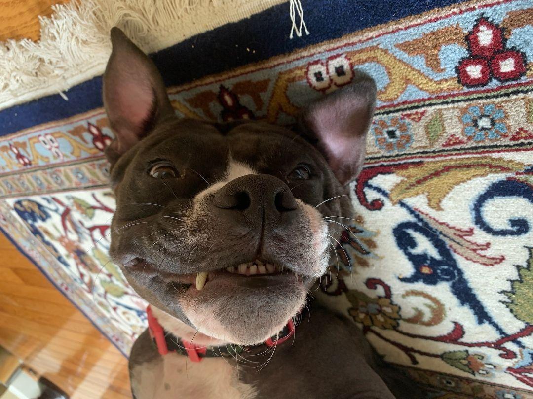 Enlarge Rosie (ID 33497/661), a ADOPTABLE Pit Bull Terrier in Manassas, VA image 3/3