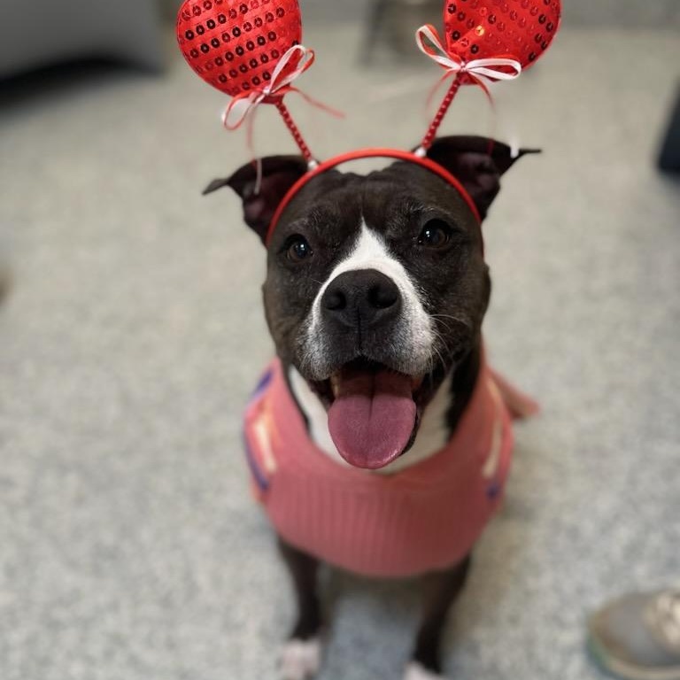 Rosie (ID 33497/661), ADOPTABLE, Adult Female Pit Bull Terrier.
