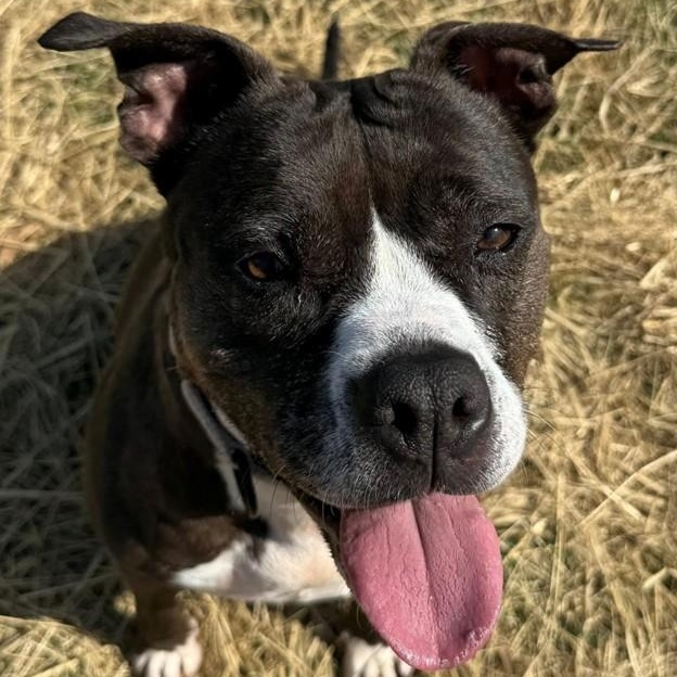 Rosie (ID 33497/661), ADOPTABLE, Adult Female Pit Bull Terrier.