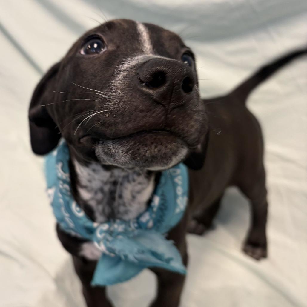 Marco, Adoptable, Puppy Male Mixed Breed.