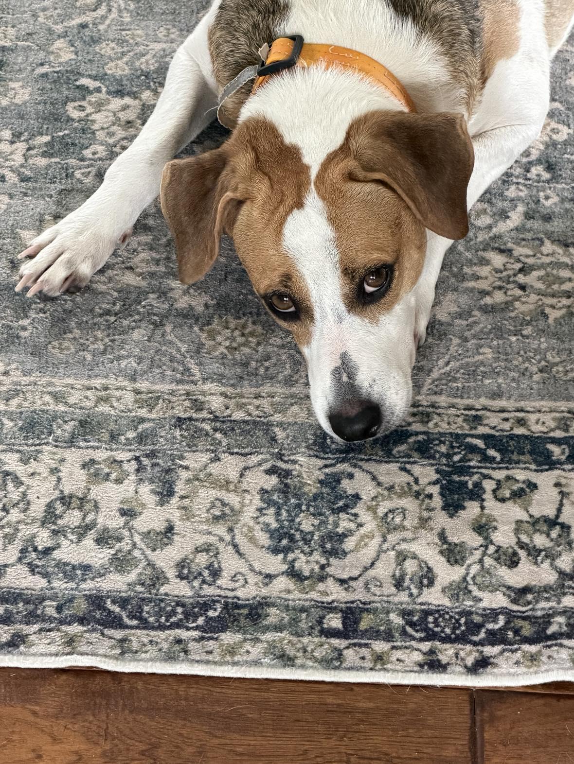 Enlarge Dali, an adopted mixed breed in Pawtucket, RI image 4/6