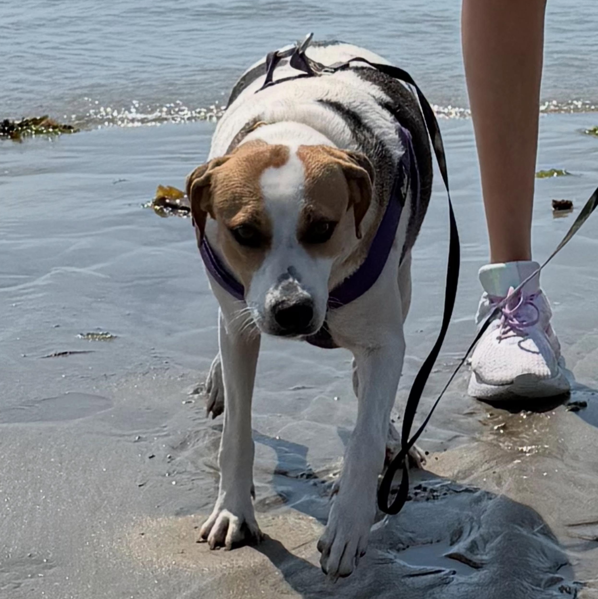 Enlarge Dali, an adopted mixed breed in Pawtucket, RI image 2/6