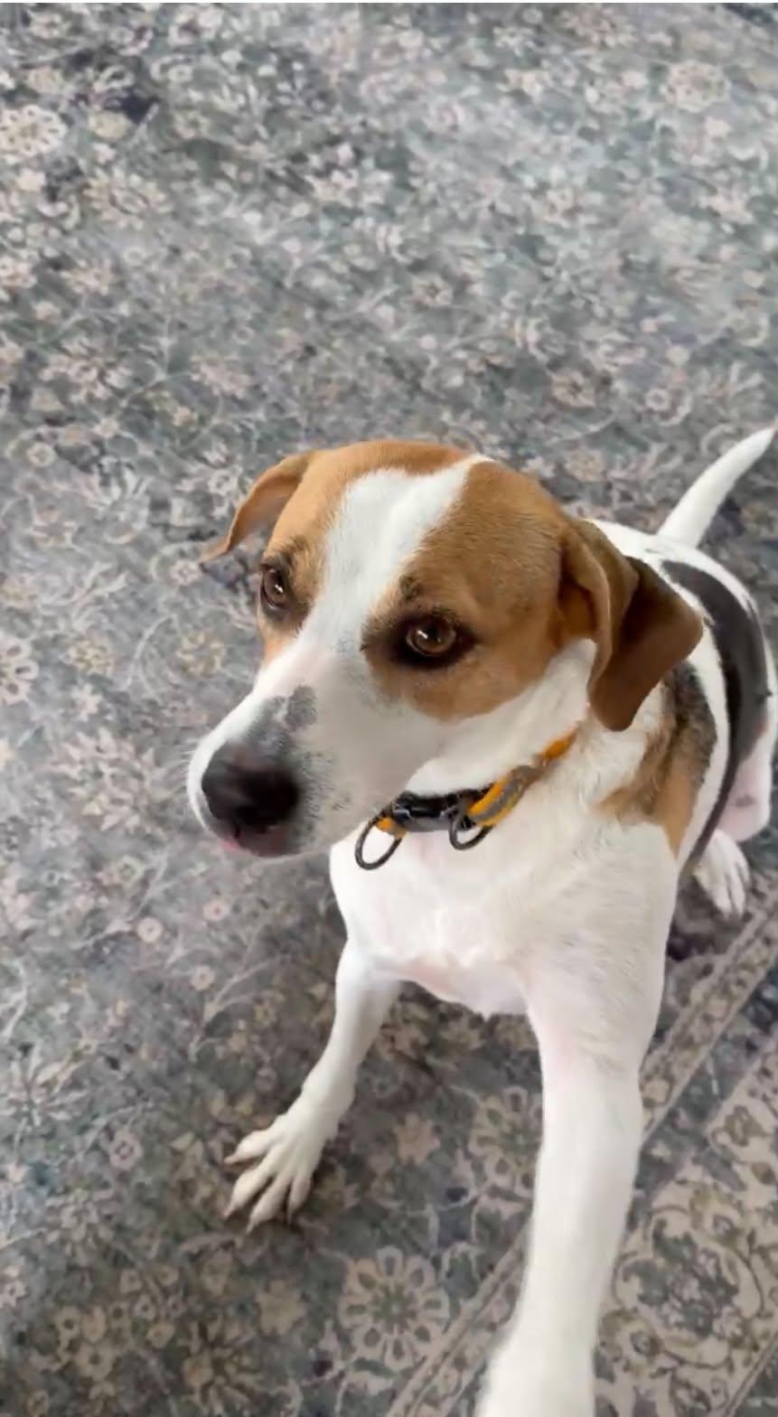 Dali, adopted, Adult Female Beagle & American Foxhound.
