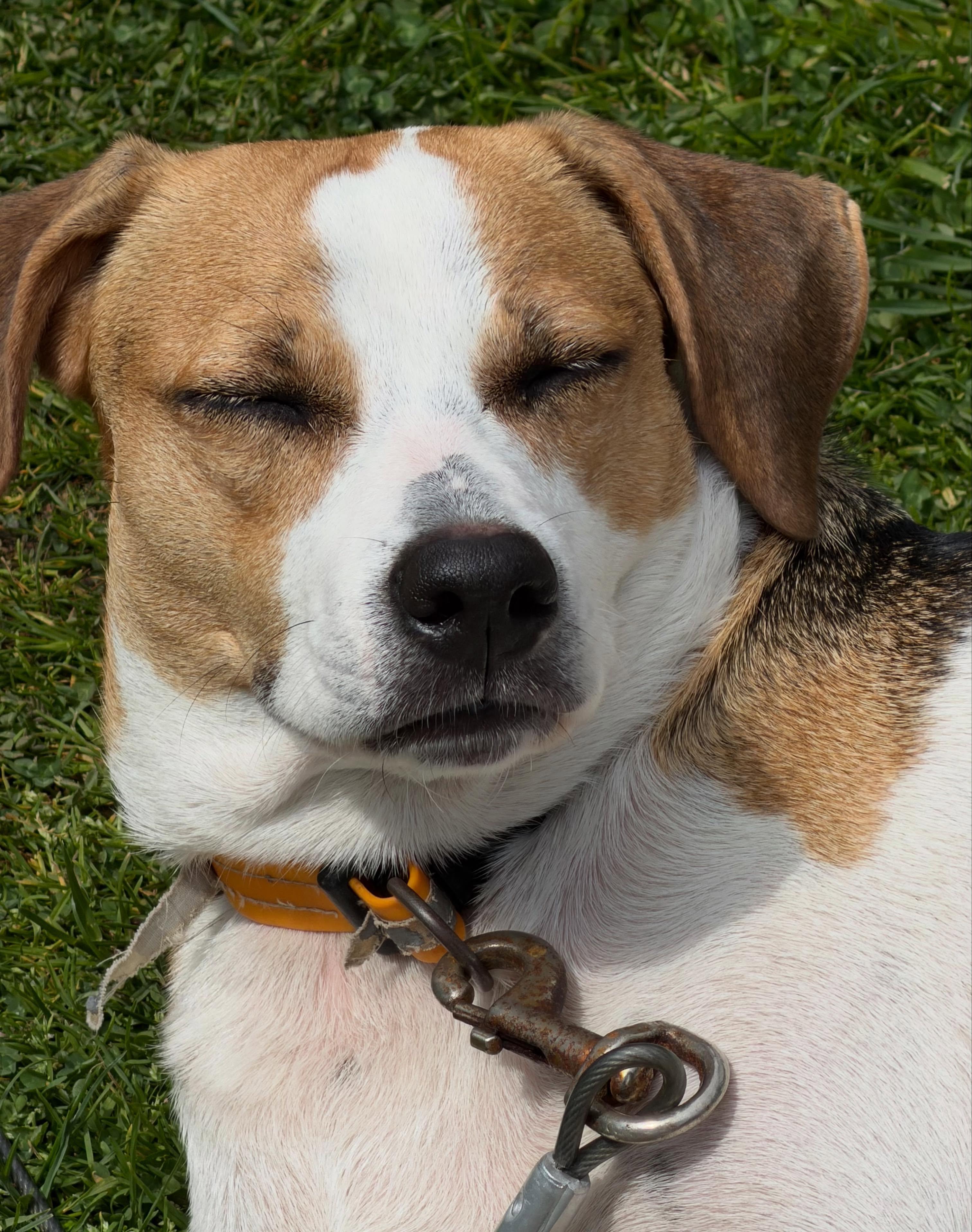 Enlarge Dali, an adopted mixed breed in Pawtucket, RI image 6/6