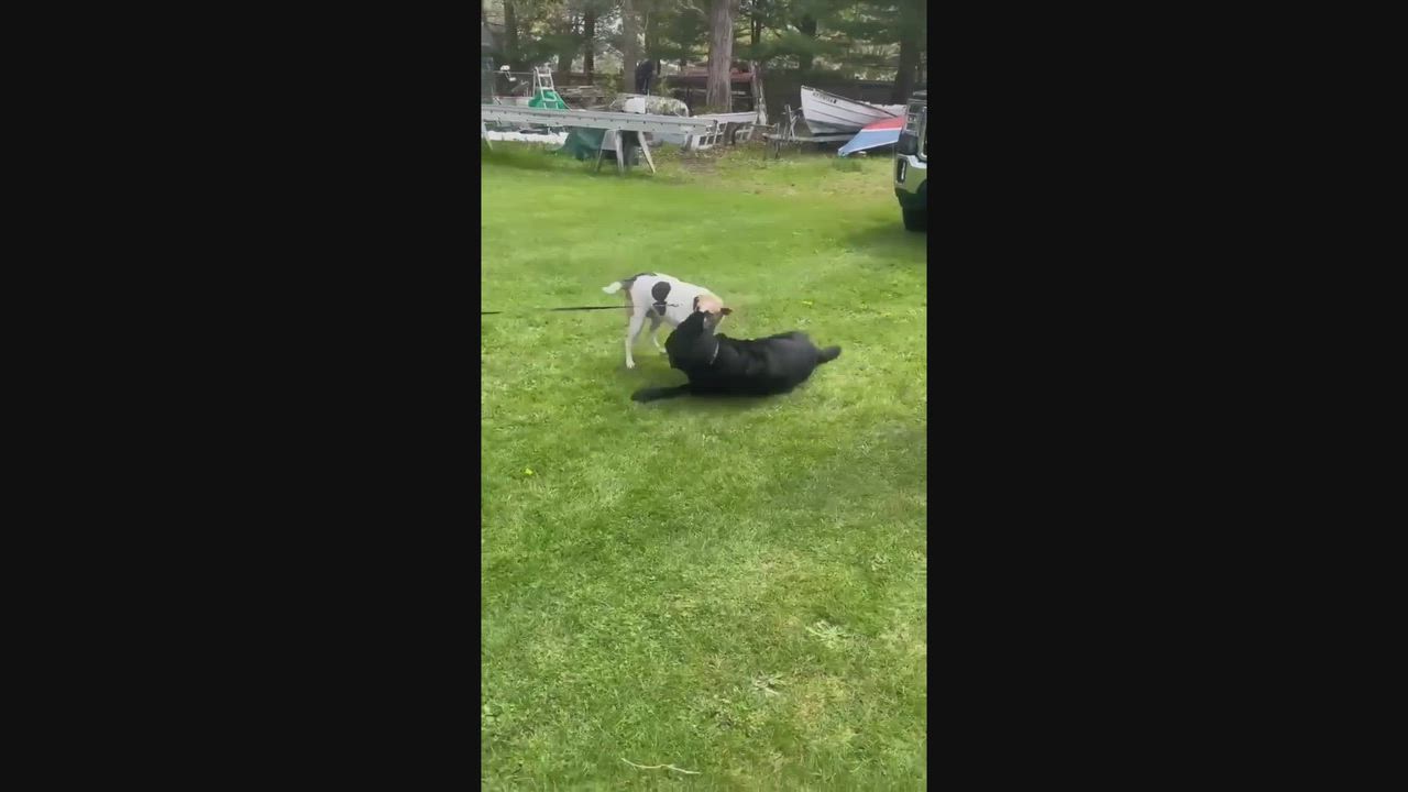 Enlarge Dali, an adopted mixed breed in Pawtucket, RI video 3/6
