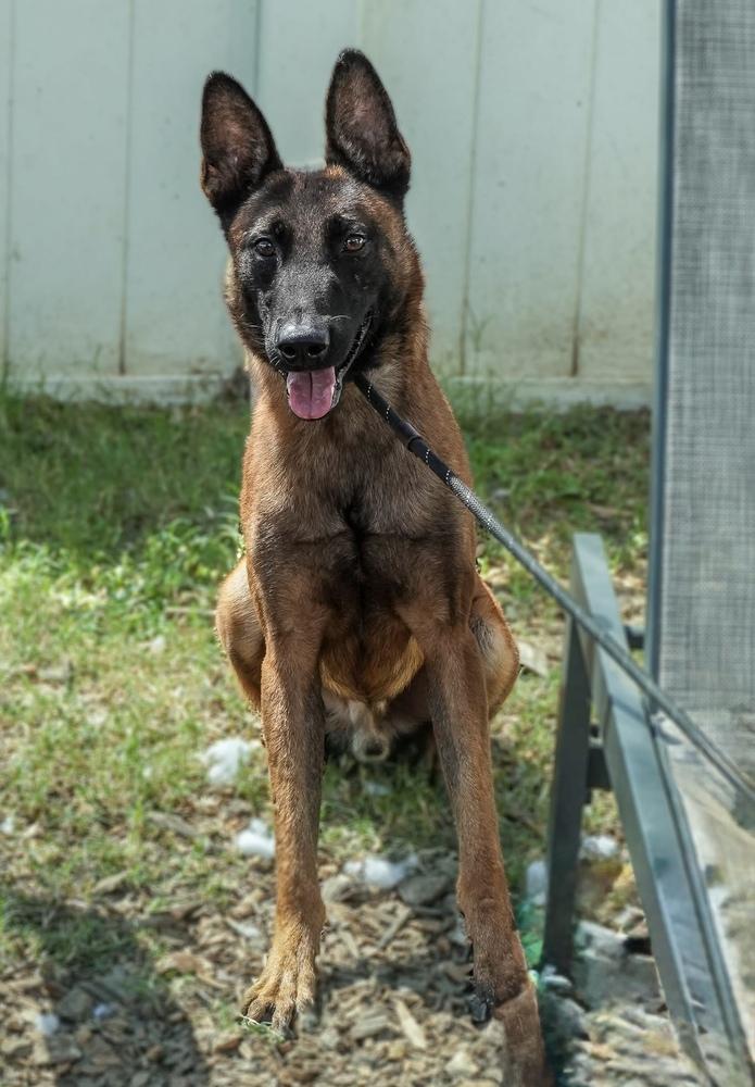 Ripp - Located in Alabama, Adoptable, Adult Male Belgian Shepherd / Malinois.