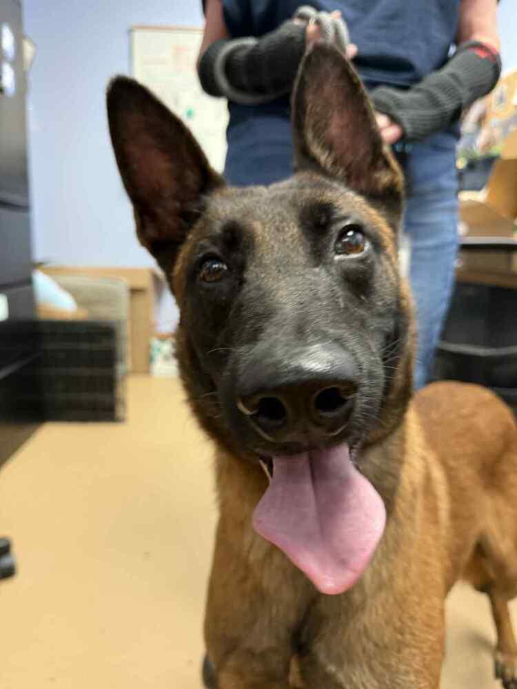 Enlarge Ripp - Located in Alabama, a Adoptable Belgian Shepherd / Malinois in Imlay City, MI image 2/6